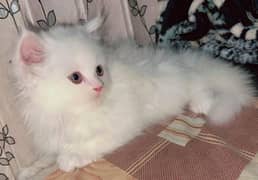 Triple Coat persian cat 0