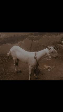bakri for whole sale on discount