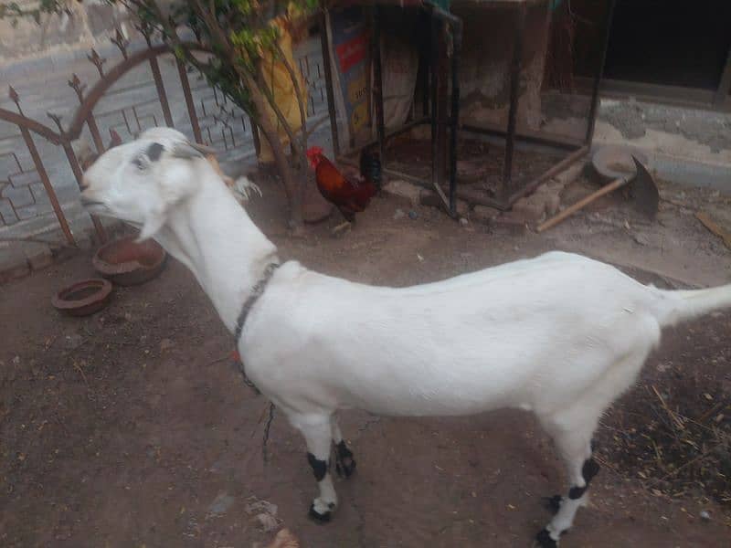 bakri for whole sale on discount 1