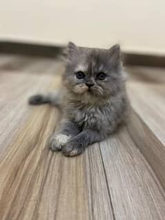 persian tripple coat kittens available for sale 0