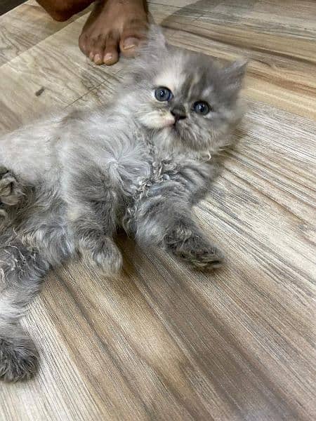 persian tripple coat kittens available for sale 1