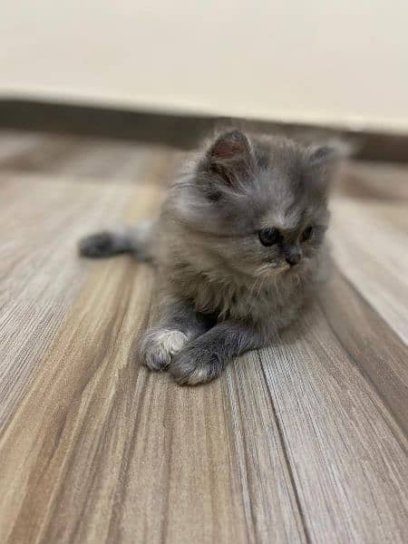 persian tripple coat kittens available for sale 2