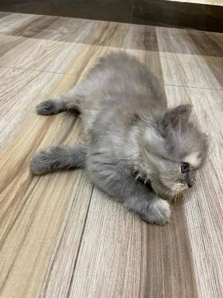 persian tripple coat kittens available for sale 3