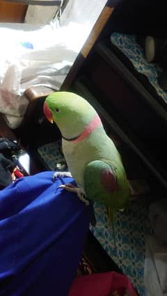 tame and taking raw pahari parrot bolna wala and pinjra cage