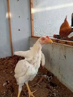 Paper white aseel Heera pullets/ pathey
