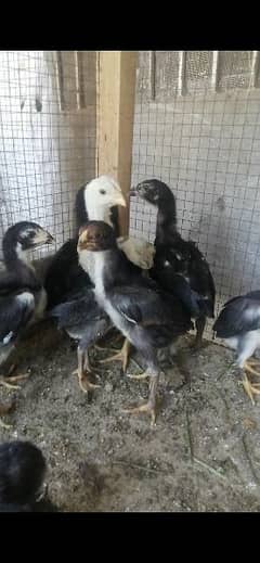 Shamo chicks for sale