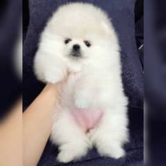 Pomeranian puppy available for new loving homes.