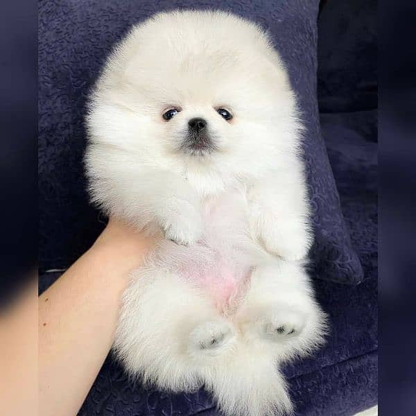 Pomeranian puppy available for new loving homes. 1