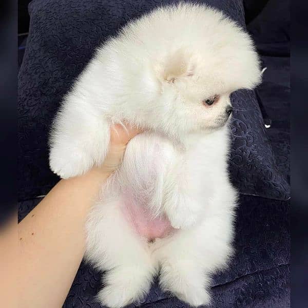 Pomeranian puppy available for new loving homes. 2