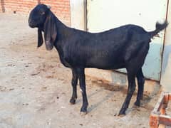 bakri/beetal/Amritsari beetal/goat/nasli pure bakri