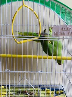 Green parrot male chick for sale urgently