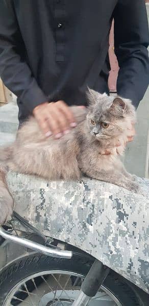 Female Persian cat 3rple coat 2