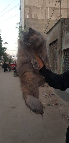 Female Persian cat 3rple coat 3