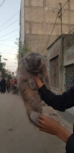 Female Persian cat 3rple coat 4