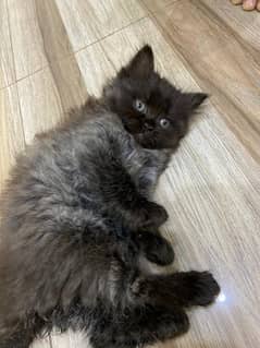 persian black and white kitten for sale