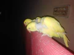 yellow Rn birds baby