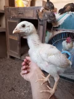 pure aseel chiks for sale 0
