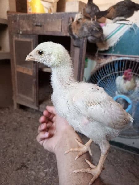 pure aseel chiks for sale 1