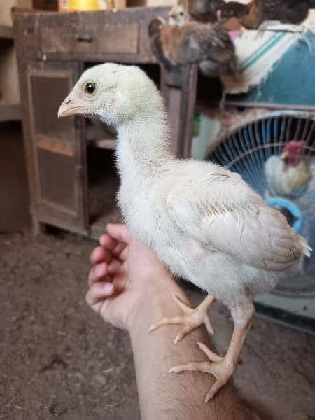 pure aseel chiks for sale 2