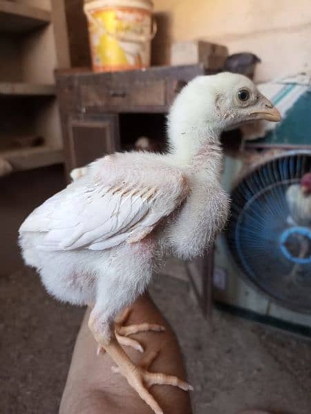 pure aseel chiks for sale 3