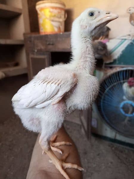 pure aseel chiks for sale 4