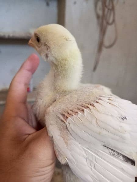 pure aseel chiks for sale 5