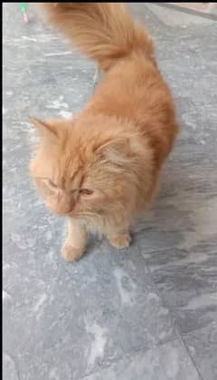 Mash'Allah Full Activ and healthy  Male cat