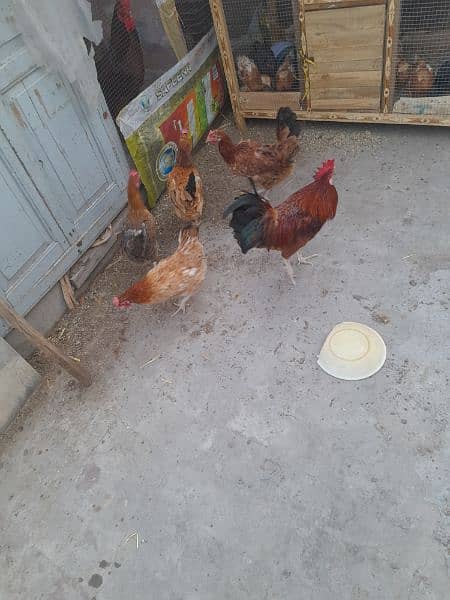 4 Egg laying hens and 1 roaster 1