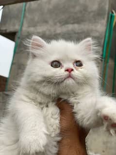 kitten pure white female