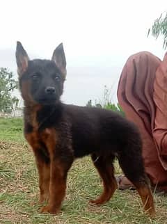Alsatian dog male age 2 month for sale available