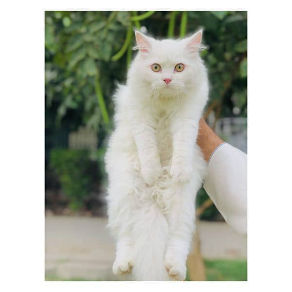 Persian Punch face triple coat cat Kitten 9