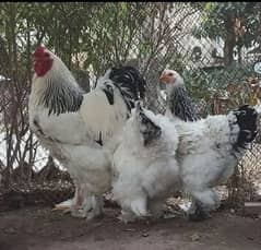 Chicks of Brahma, White and Golden buff, Silkies, Sebright, Buttercups