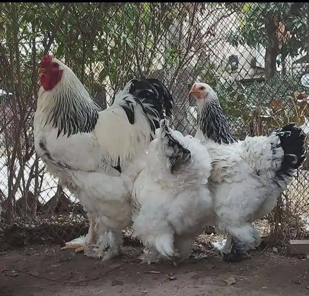 Chicks of Brahma | White buff | Silkies | Heera | Buttercups 0
