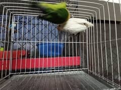 Love Bird For Rehoming