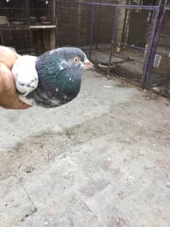 Teddy Male Pigeon