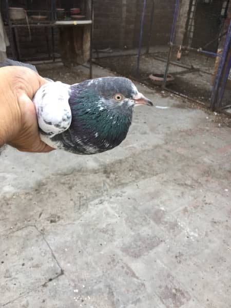 Teddy Male Pigeon 1