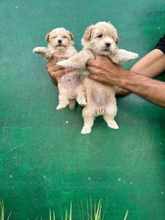 pure maltese puppy’s full on garantiy03041445191 preants on the sport
