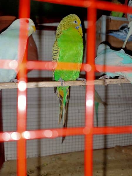 king size Australian parrot breeder pair available for sale 0