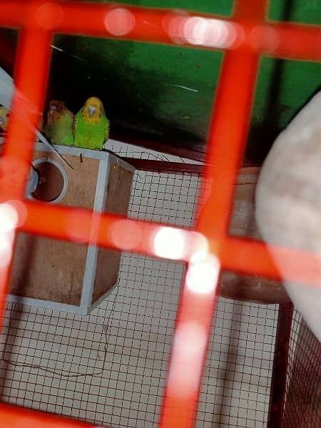 king size Australian parrot breeder pair available for sale 2