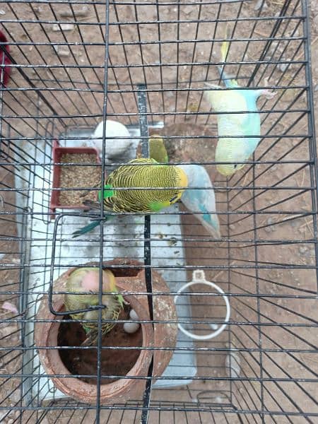 king size Australian parrot breeder pair available for sale 3