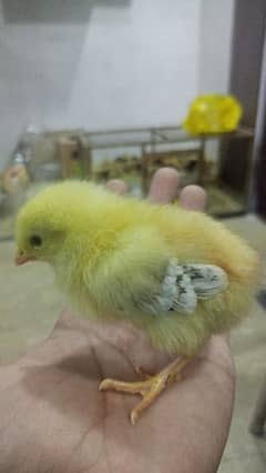 10 days old chicks