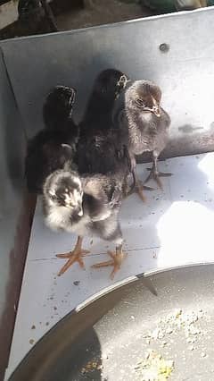 Walati black aseel chicks