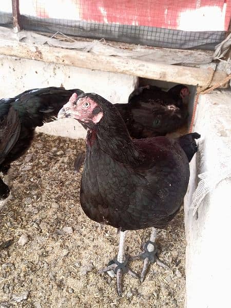 Walati black aseel chicks 5