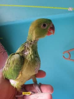 Green Ring neck chick