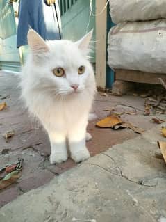 Triple coated white Persian cat for sale