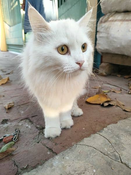 Triple coated white Persian cat for sale 1