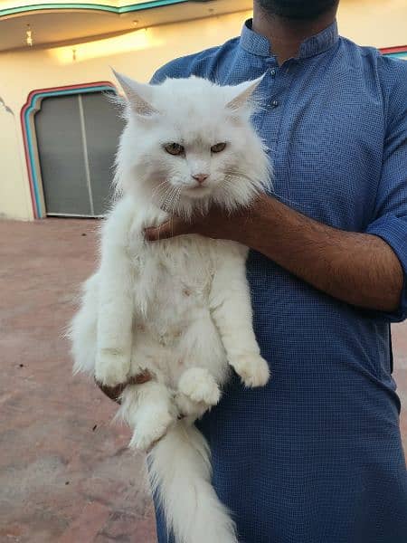 Triple coated white Persian cat for sale 2