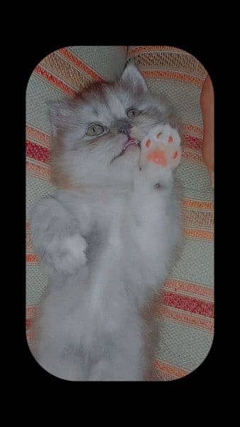 Persian male kitten for sale 0