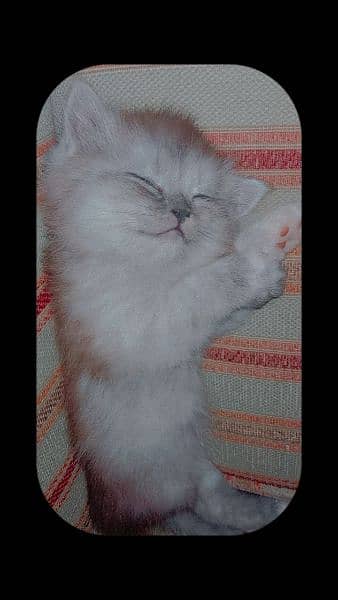 Persian male kitten for sale 1