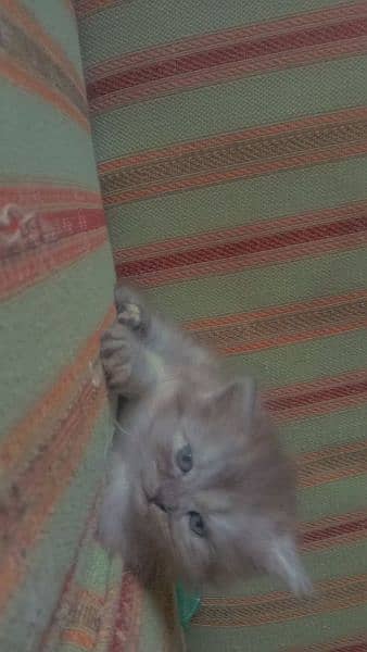 Persian male kitten for sale 2